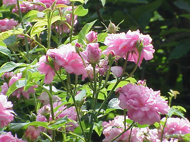 ピンクのバラ「イスパハン」の画像