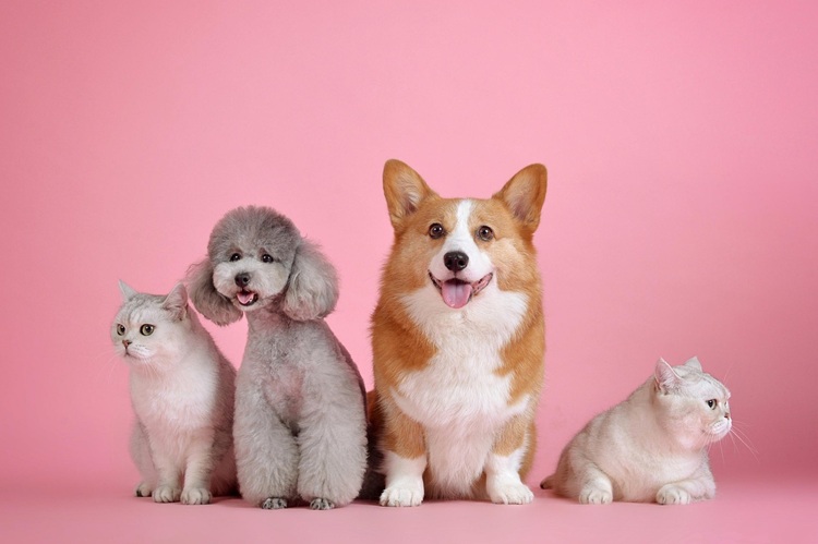 犬と猫の画像
